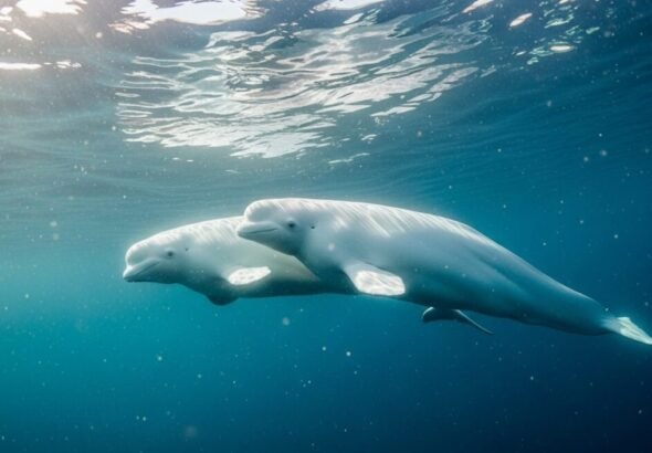 Pareja de ballenas beluga nadando bajo el hielo del Ártico