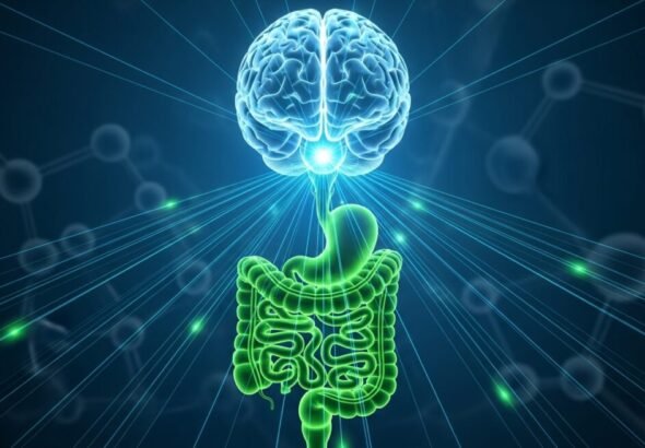 Conexión entre el intestino y el cerebro mediante el uso de probióticos.