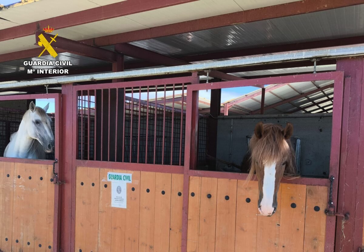 Imagen donde se muestra a los caballos sometidos presuntamente a maltrato animal tras la intervención de la finca.