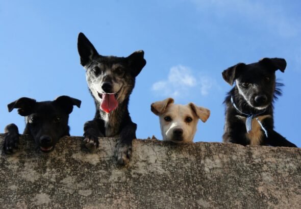 Imagen de 4 perritos asomados a través de un muro.
