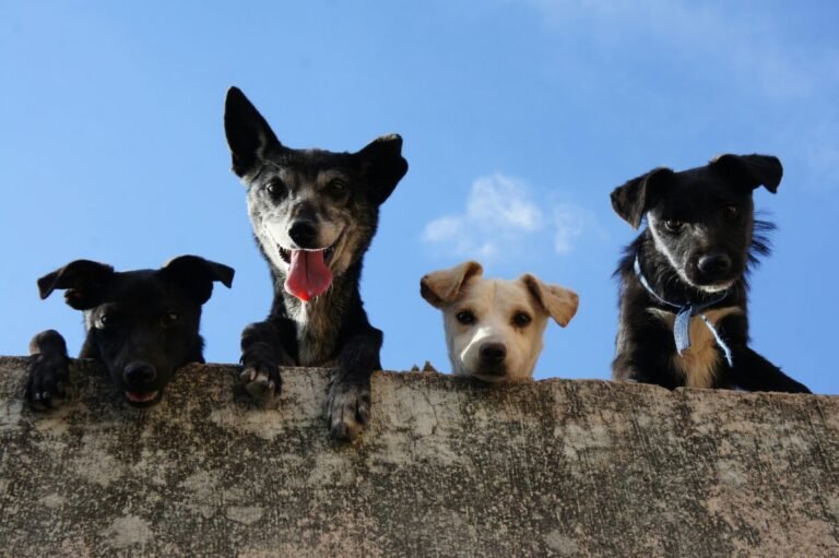 Imagen de 4 perritos asomados a través de un muro.