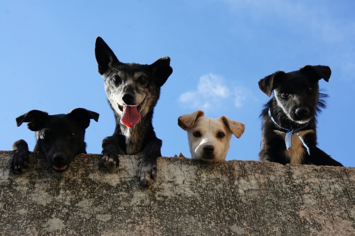 Valencia establece horarios sin pirotecnia para proteger el bienestar animal en Fallas Imagen de 4 perritos asomados a través de un muro.