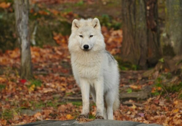 Lobo de color blanco y negro en una montaña en otoño