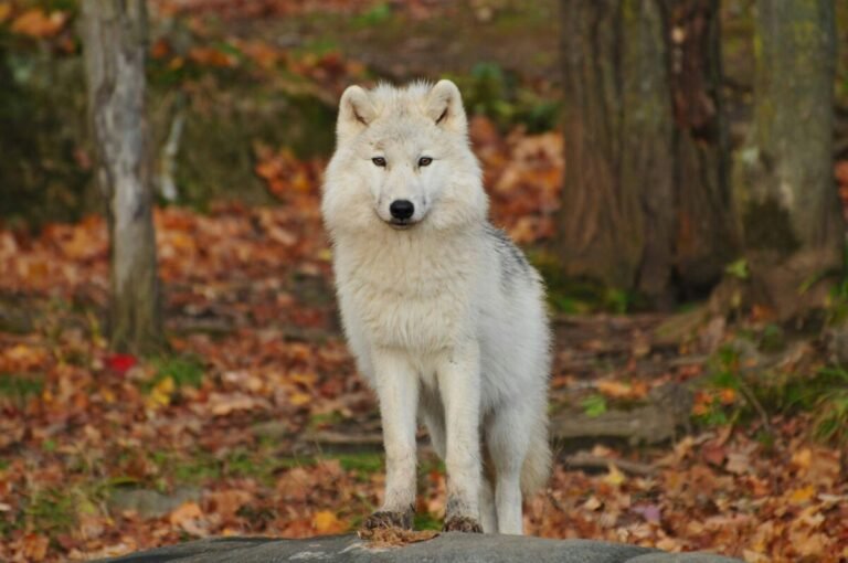 El Tribunal Supremo refuerza la protección del lobo frente a extracciones indiscriminadas Lobo de color blanco y negro en una montaña en otoño