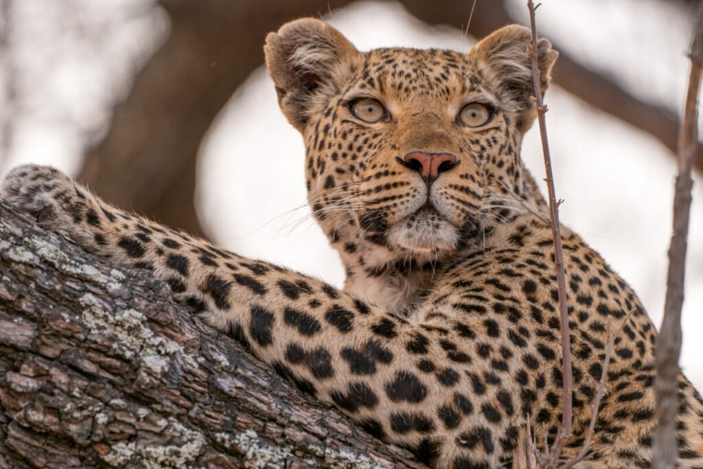 De la invasión de H.G. Wells a la escalada extrema: los grandes estrenos de Movistar Plus+ en abril De la invasión de H.G. Wells a la escalada extrema: los grandes estrenos de Movistar Plus+ en abril