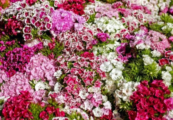 Flores de colores vibrantes y variadas sobre la ofrenda de las fallas 2026. Recreación digital artística.