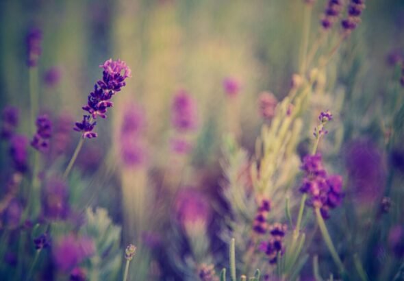 Campo de flores de lavanda moradas.