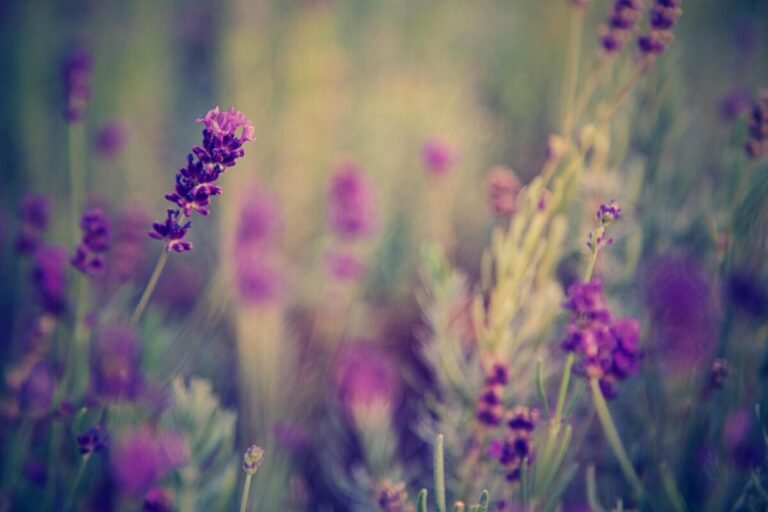 Campo de flores de lavanda moradas.