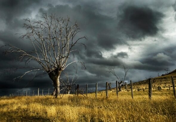 Árbol seco bajo nubes oscuras de la borrasca Regina.
