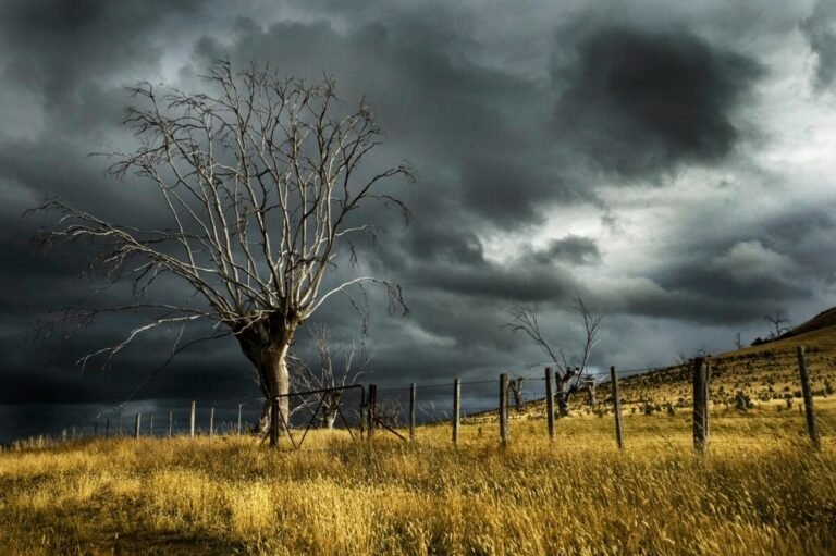 Árbol seco bajo nubes oscuras de la borrasca Regina.