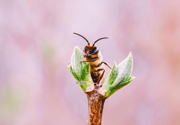 Abeja sobre una planta verde