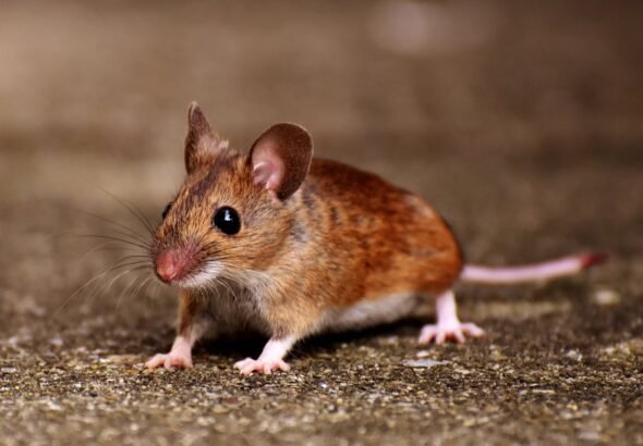 Imagen que muestra un ratón en un vertedero contagiado con Hantavirus