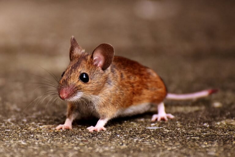 Imagen que muestra un ratón en un vertedero contagiado con Hantavirus