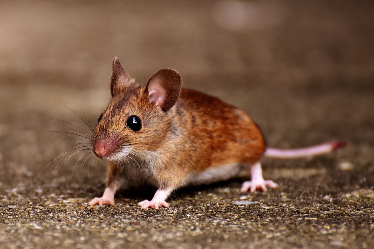 Imagen que muestra un ratón en un vertedero contagiado con Hantavirus