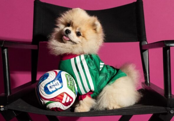 Imagen que muestra a una mascota con la nueva colección de adidas de camisetas locales para mascotas de la Copa Mundial