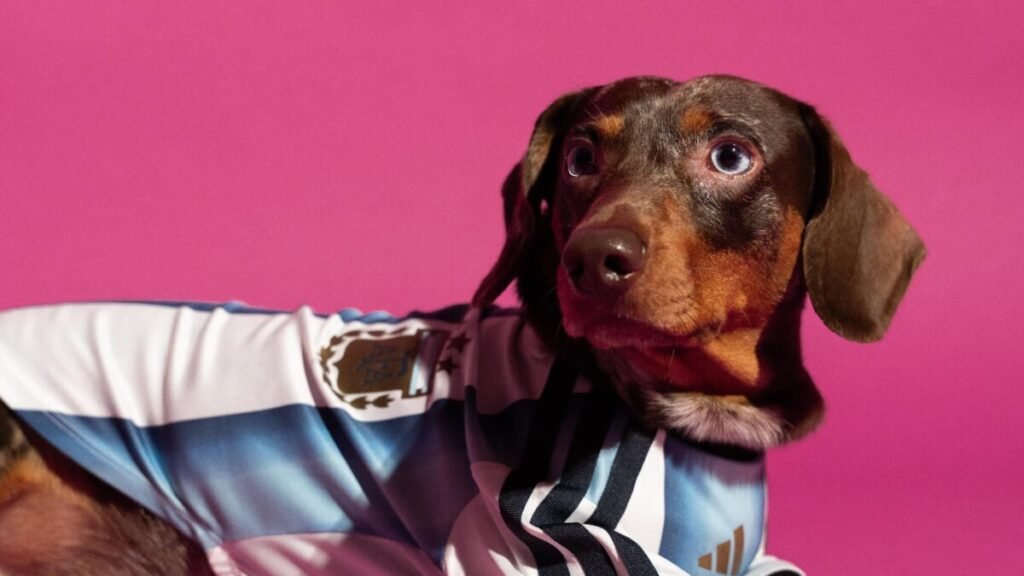 El estreno más inesperado de Adidas para 2026 Imagen que muestra a una perro con la nueva camiseta de adidas para mascota de la selección Argentina