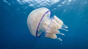 Imagen de una medusa que podría aportar colágeno a la ciencia