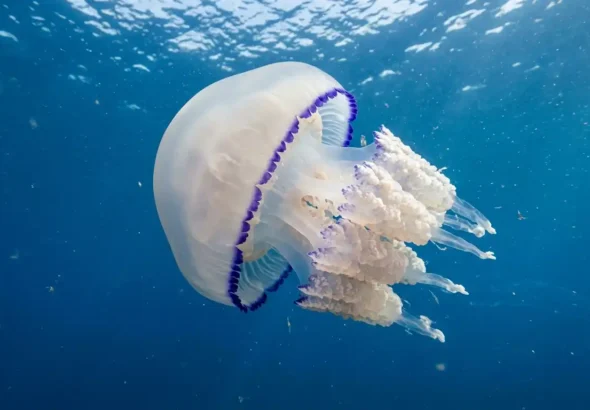 Imagen de una medusa que podría aportar colágeno a la ciencia