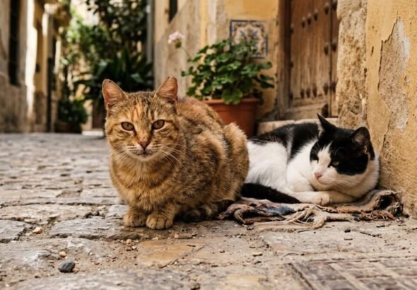 Imagen de dos gatos de una de las colonias felinas de Valencia. Recreación digital.