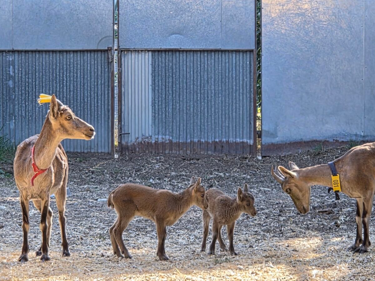 El plan de la ciencia para resucitar poblaciones de cabra montés gracias a la fecundación in vitro Cabras monteses y sus crías.