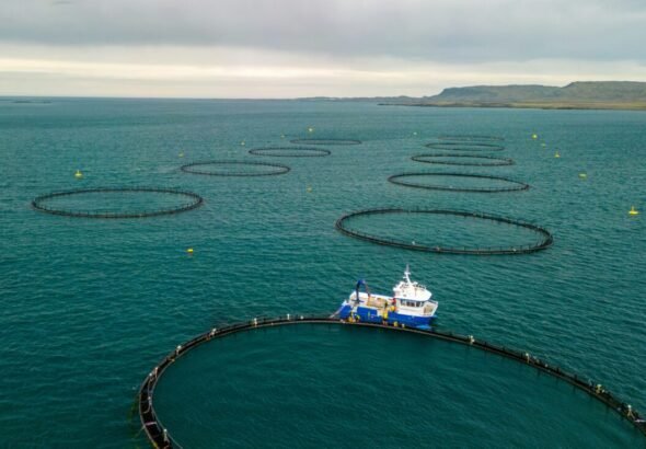 Jaulas de peces en el mar