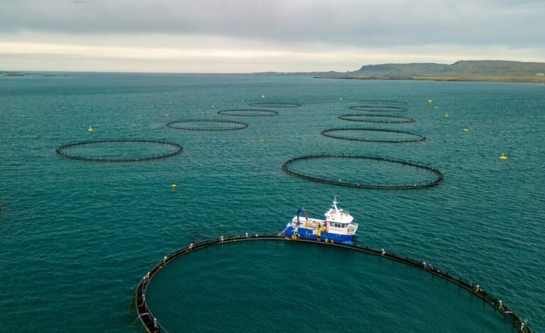 Jaulas de peces en el mar