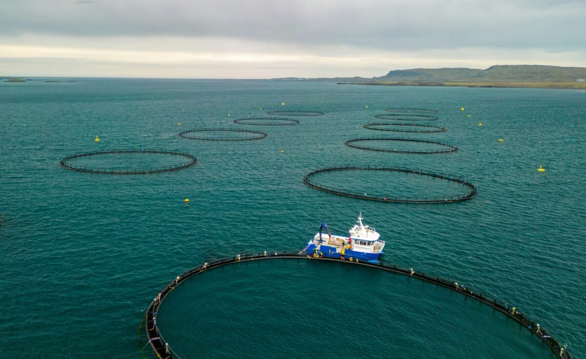 Jaulas de peces en el mar