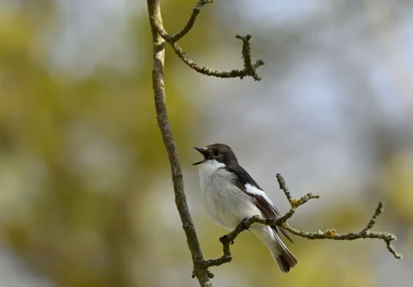 Imagen que muestra al papamoscas cerrojillo cantando sobre una rama de un árbol