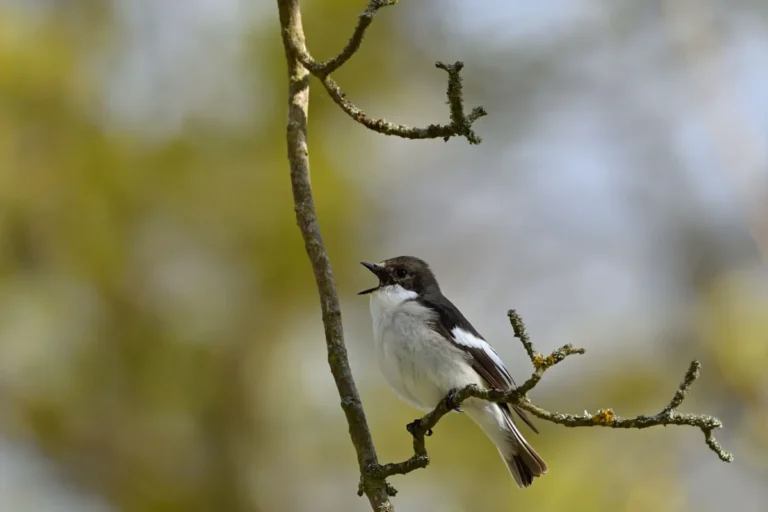 Imagen que muestra al papamoscas cerrojillo cantando sobre una rama de un árbol