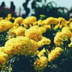 La Batalla de flores de Valencia utiliza clavellones amarillos como muestra la imagen, y también de color naranja, autóctonos valencianos