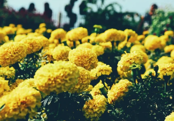 La Batalla de flores de Valencia utiliza clavellones amarillos como muestra la imagen, y también de color naranja, autóctonos valencianos