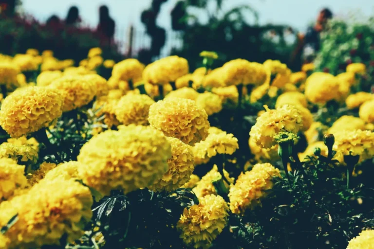 La Batalla de flores de Valencia utiliza clavellones amarillos como muestra la imagen, y también de color naranja, autóctonos valencianos