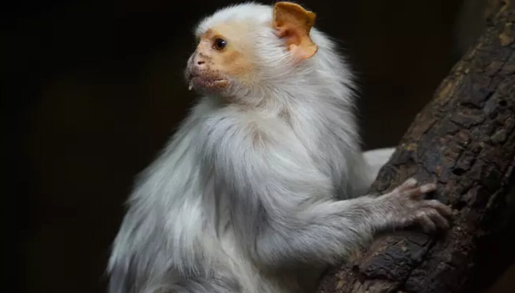 Consigue las entradas a Faunia de Madrid a mitad de precio Mono blanco sobre un árbol en el parque Funia de Madrid
