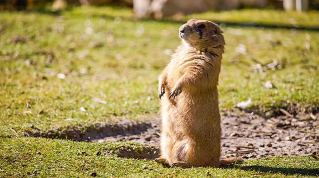 Consigue las entradas a Faunia de Madrid a mitad de precio Un mamífero de pie en el campo dentro de las instalaciones del paque Faunia de Madrid