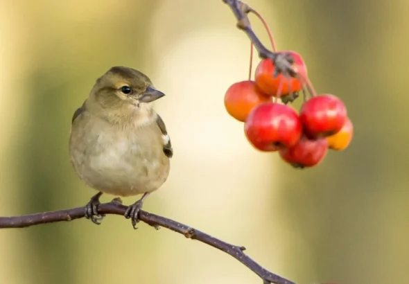 Inteligencia artificial en Valencia estudia el canto de las aves a través de micrófonos