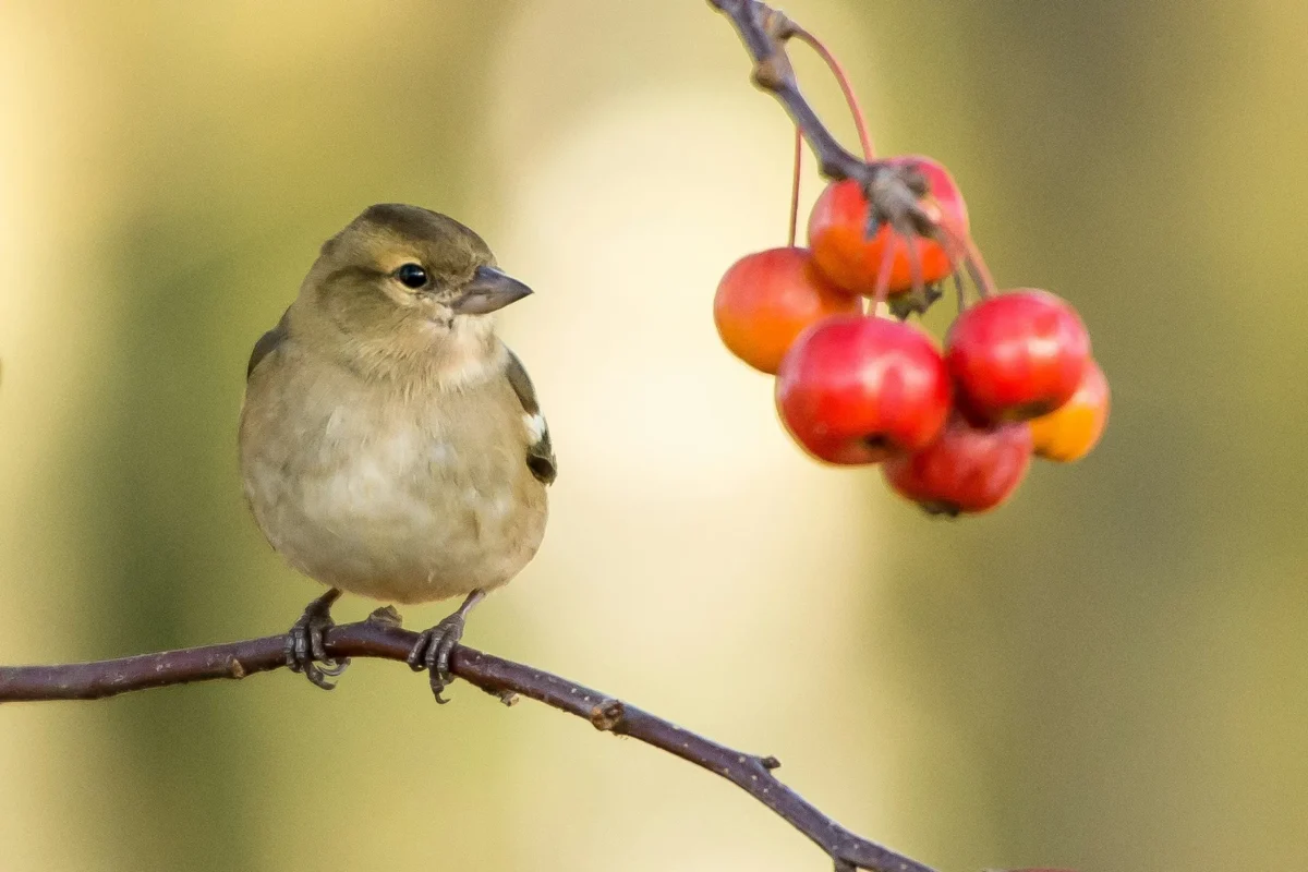 Inteligencia artificial en Valencia estudia el canto de las aves a través de micrófonos