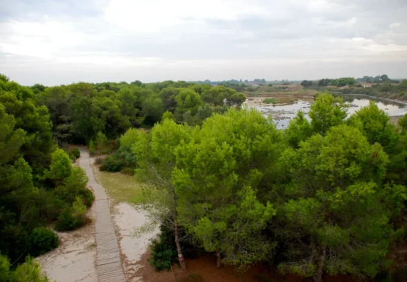La Devesa del Saler se cierra por riesgo de incendio. Imagen que muestra la Devesa con su bosque. Recurso para el artículo.