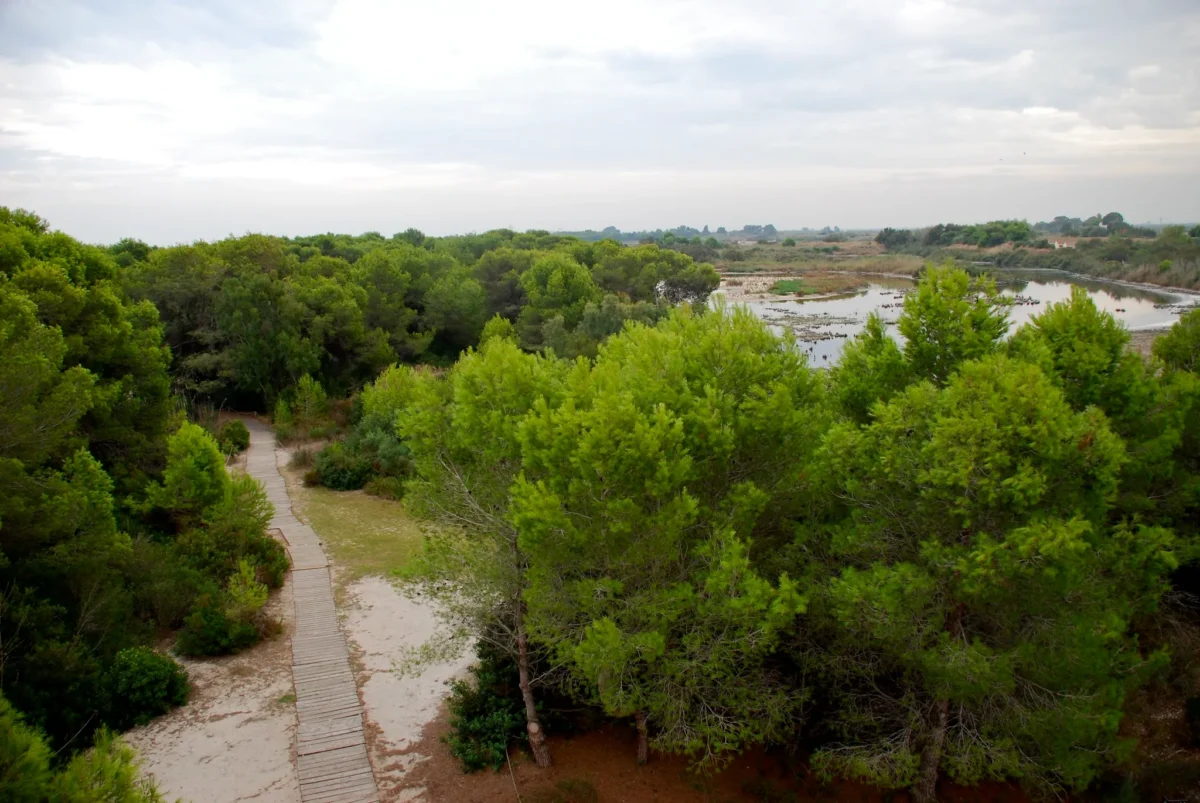 La Devesa del Saler se cierra por riesgo de incendio. Imagen que muestra la Devesa con su bosque. Recurso para el artículo.