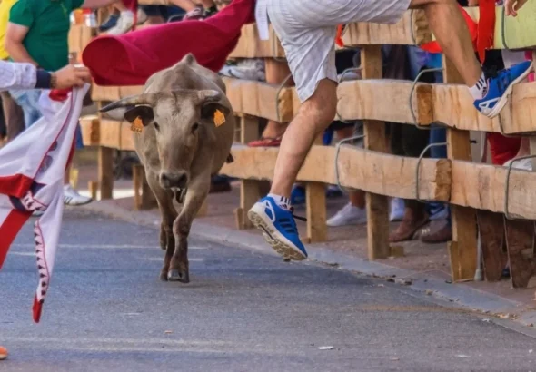 Imagen que muestra uno de los animales de los encierros de San Fermín corriendo hacía la plaza