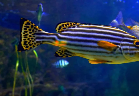 Imagen que muestra peces donde el estudio ha conseguido encontrar un gen que hace que tengamos uñas, palma de manos.