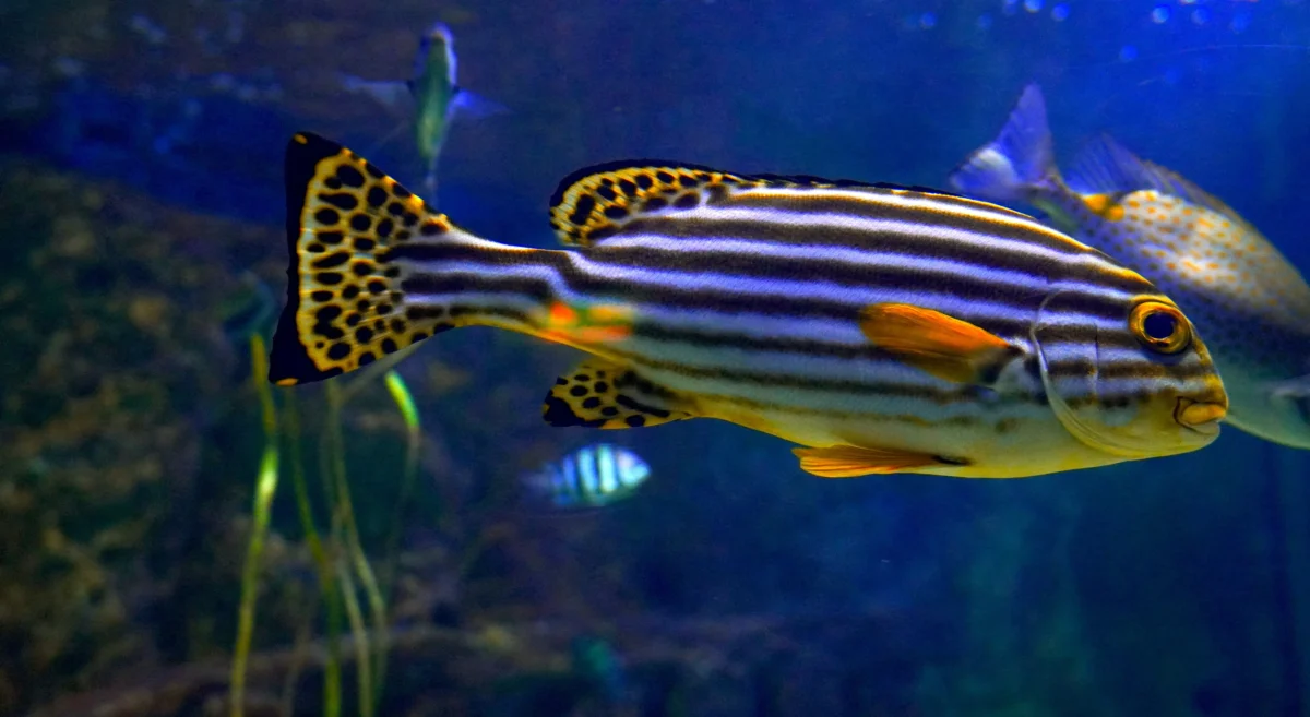 Imagen que muestra peces donde el estudio ha conseguido encontrar un gen que hace que tengamos uñas, palma de manos.