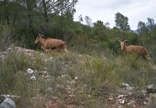 Fauna Comunitat Valenciana captada por cámaras de seguimiento en el monte