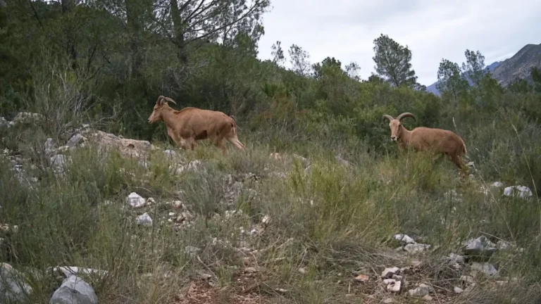 Fauna Comunitat Valenciana captada por cámaras de seguimiento en el monte