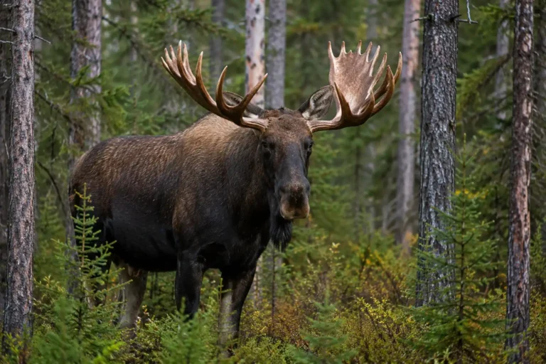 Fauna silvestre y encuentros con un alce en un bosque en plena naturaleza