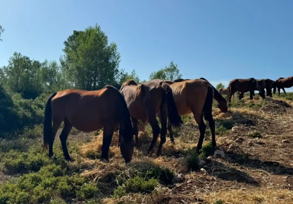 Ganadería extensiva con caballos pastando en una zona forestal valenciana