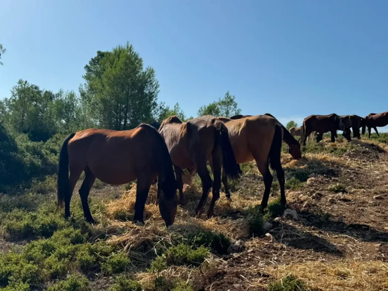 Ganadería extensiva con caballos pastando en una zona forestal valenciana