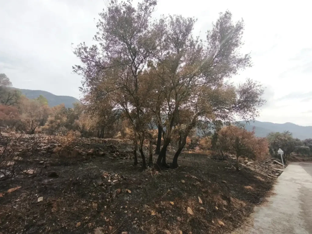 Imagen de la destrucción que ha dejado el incendio en la Vall de Uxó y la Sierra de Espadán