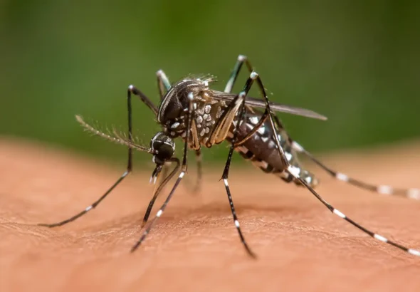 Mosquito sobre una hoja verde resistente a los insecticidas utilizados para combatir estas plagas