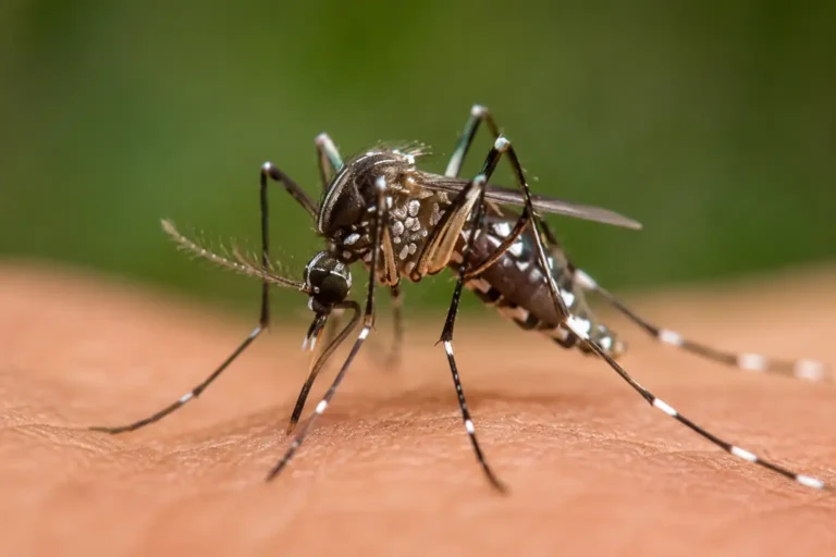 Mosquito sobre una hoja verde resistente a los insecticidas utilizados para combatir estas plagas