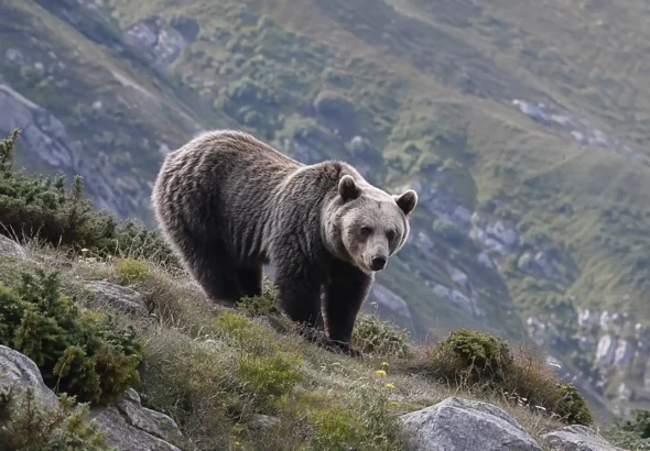Los osos de la cordillera cantábrica en una ladera bajando al pueblo a por fruta. Recreación digital